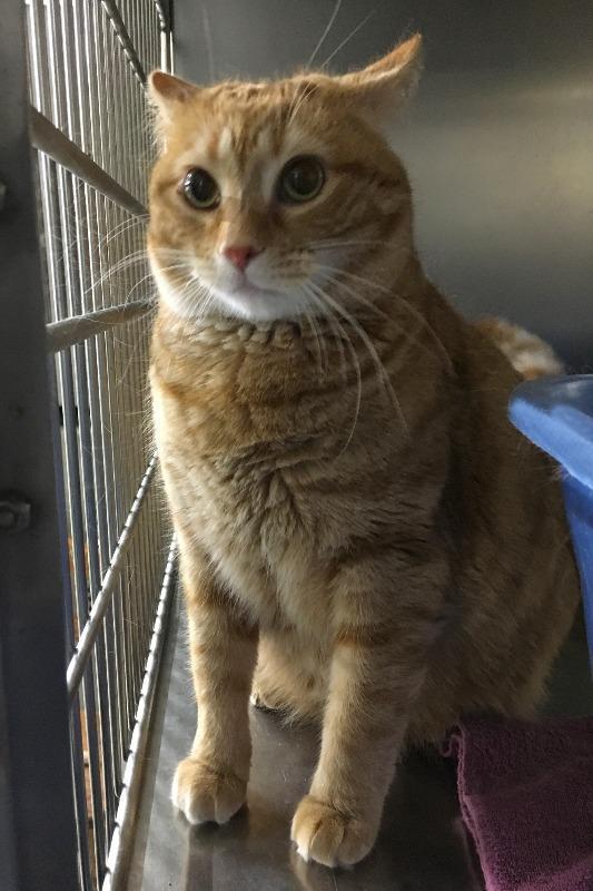 Enlarge DORIS, a Adoptable mixed breed in Battle Creek, MI image 3/5