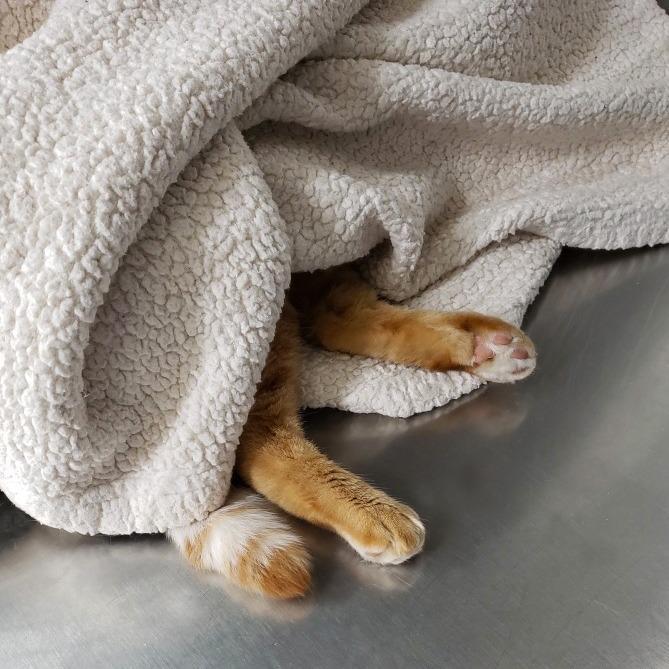 Enlarge DORIS, a Adoptable mixed breed in Battle Creek, MI image 4/5