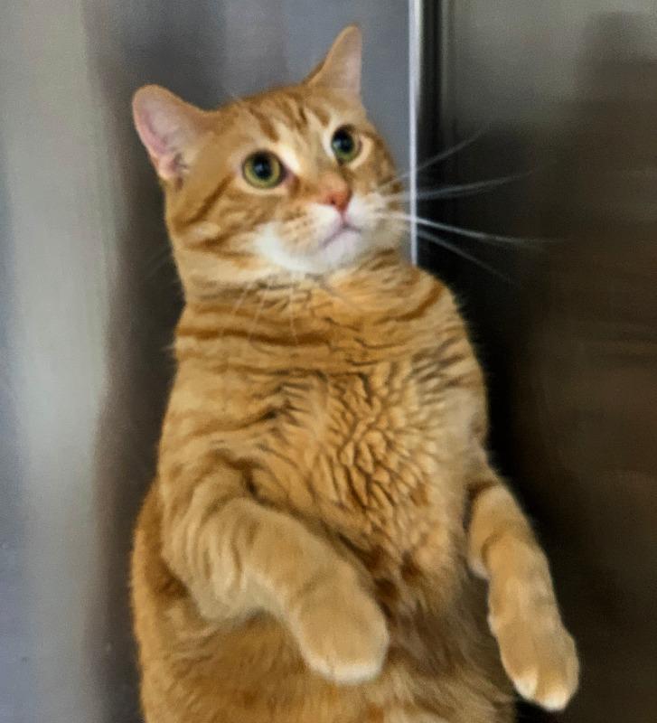 Enlarge DORIS, a Adoptable mixed breed in Battle Creek, MI image 5/5