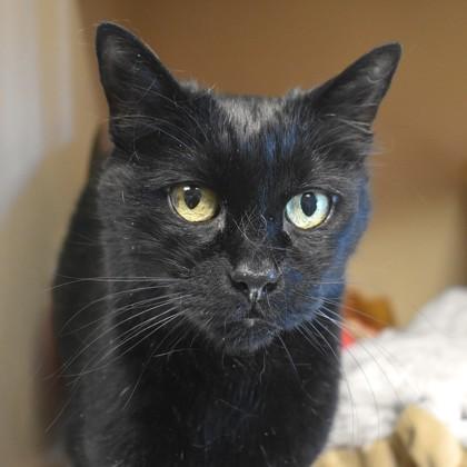 Enlarge Magi, an adoptable Domestic Short Hair in Flagstaff, AZ image 1/1