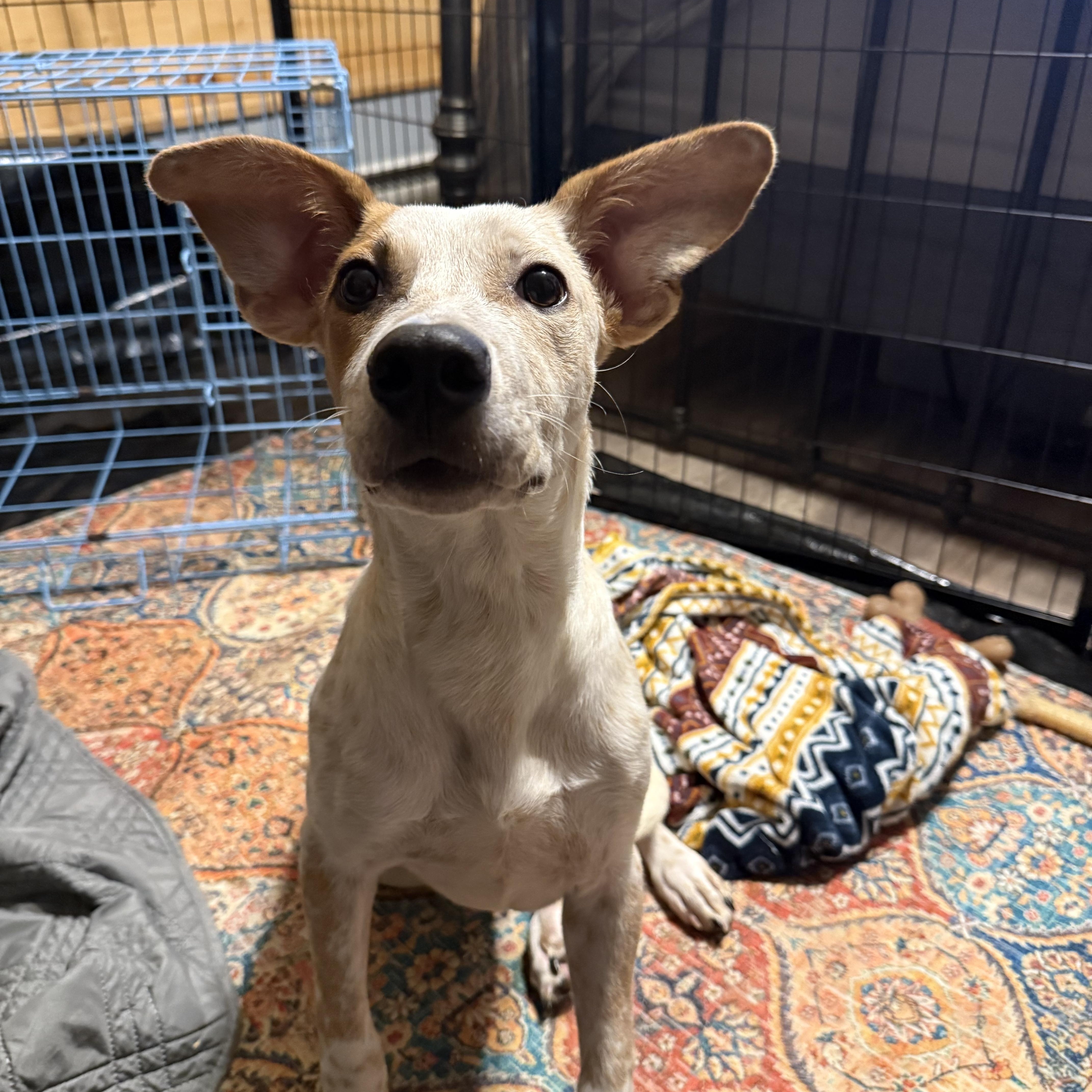 Enlarge Waffles, a Adopted mixed breed in seattle, WA image 3/6