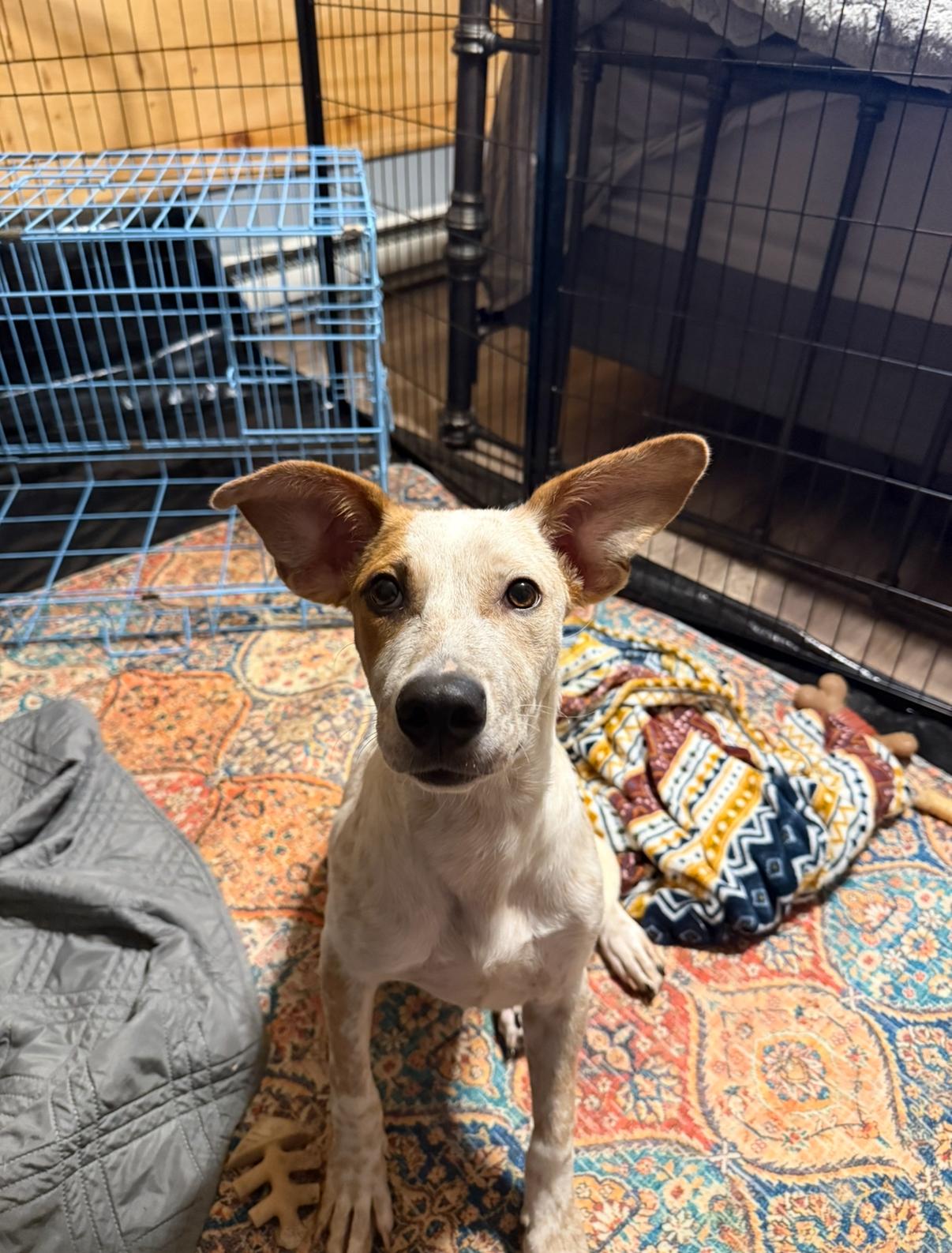 Waffles, Adopted, Puppy Male Australian Cattle Dog / Blue Heeler.