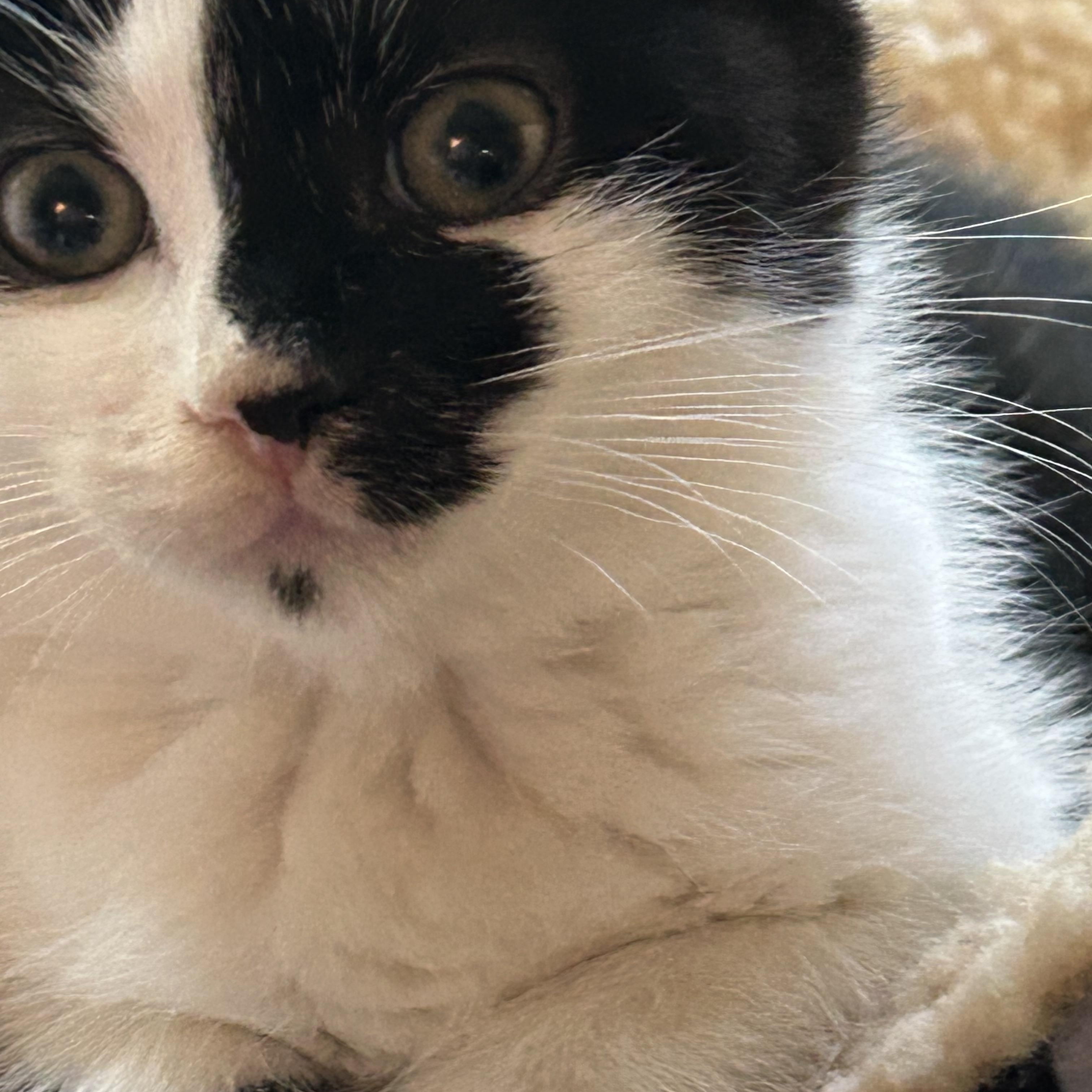 Enlarge Cuddles, a Adoptable Domestic Short Hair in Greensboro, NC image 5/6