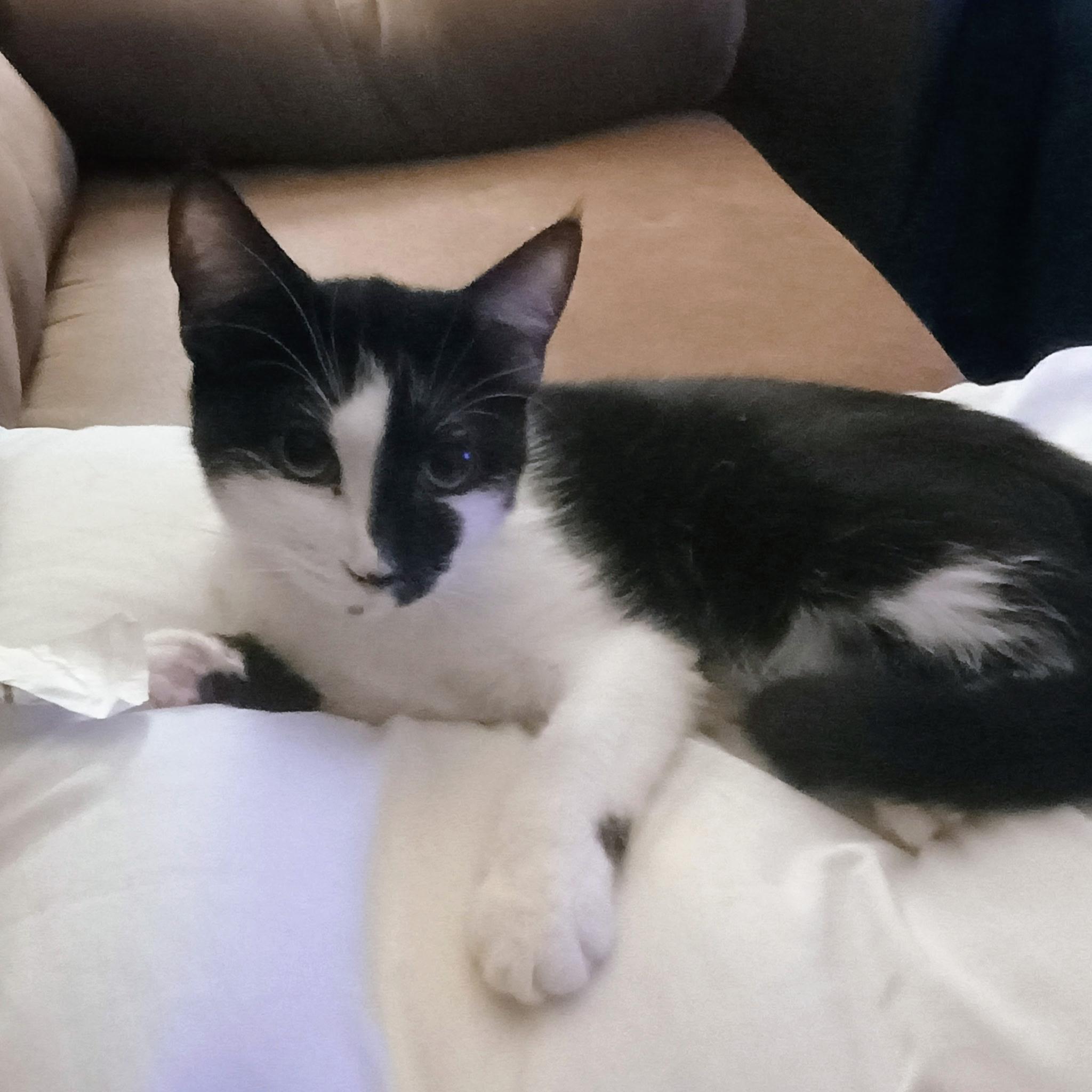 Enlarge Cuddles, an adopted Domestic Short Hair in Greensboro, NC image 1/6