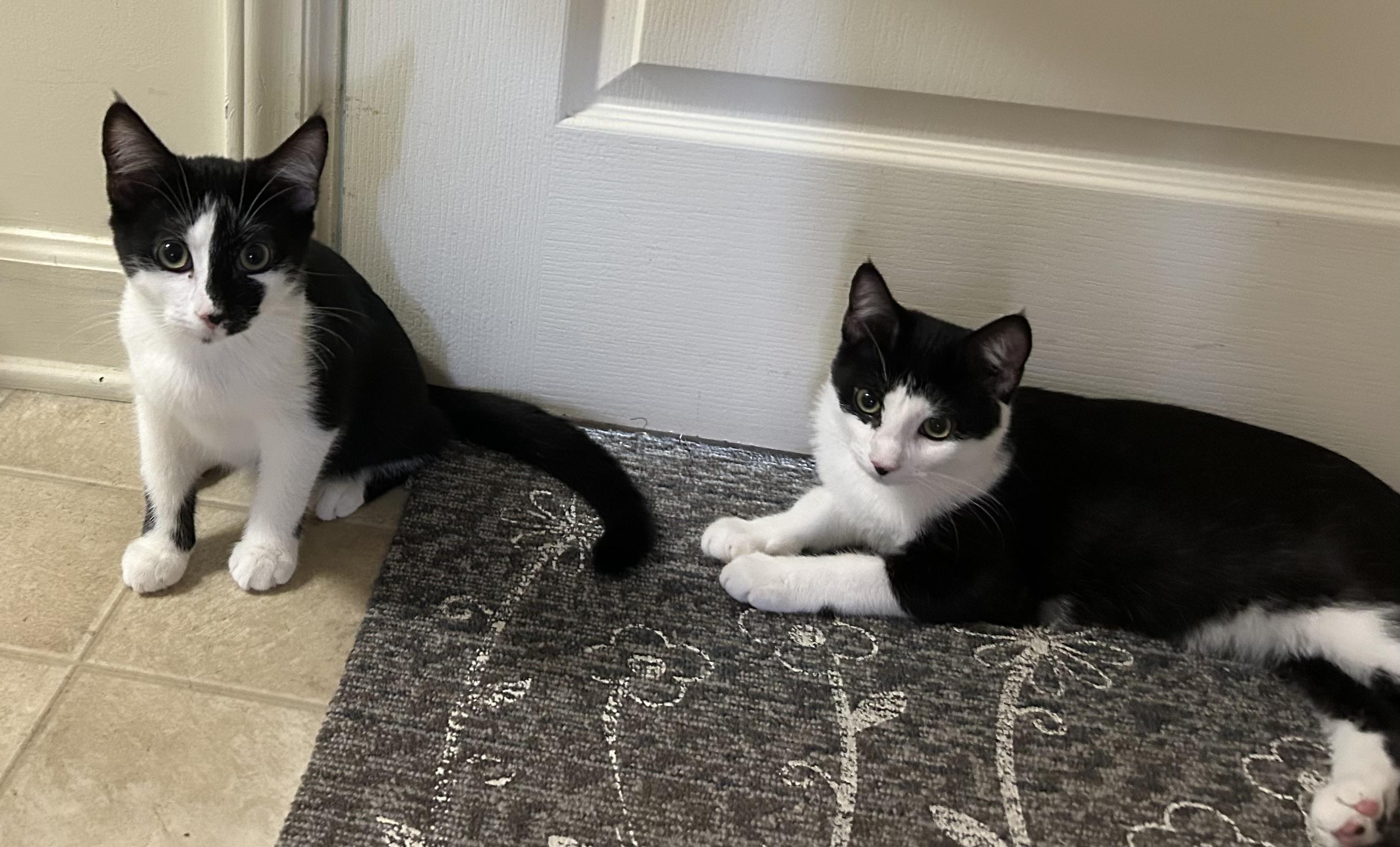 Enlarge Cuddles, a Adoptable Domestic Short Hair in Greensboro, NC image 4/6