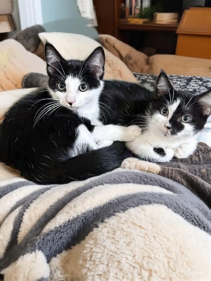 Enlarge Cuddles, a Adoptable Domestic Short Hair in Greensboro, NC image 6/6