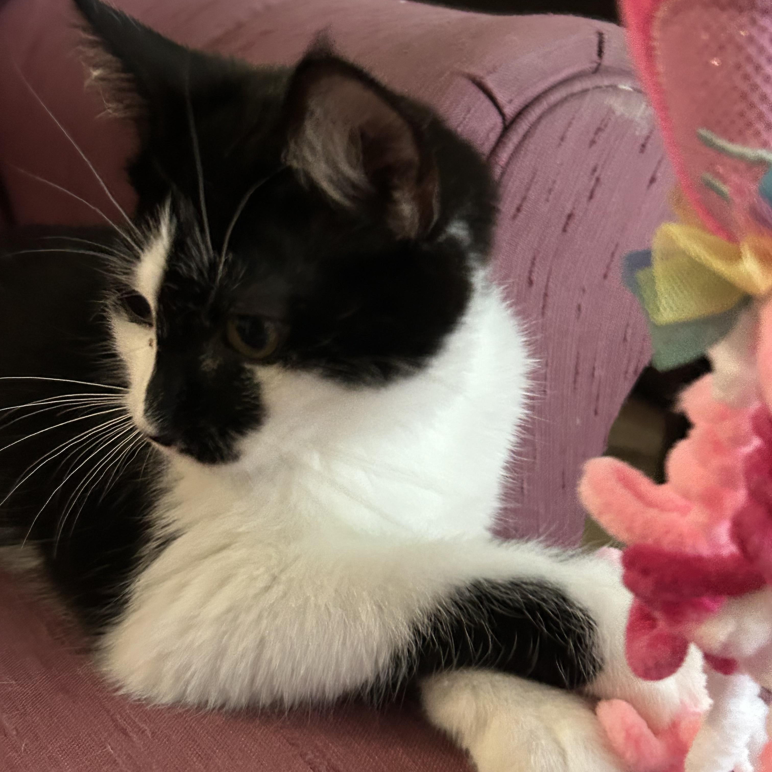 Enlarge Cuddles, a Adoptable Domestic Short Hair in Greensboro, NC image 3/6