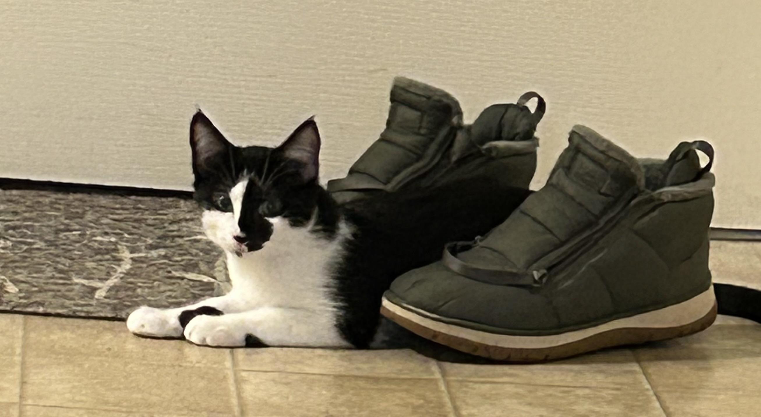 Enlarge Cuddles, a Adoptable Domestic Short Hair in Greensboro, NC image 2/6