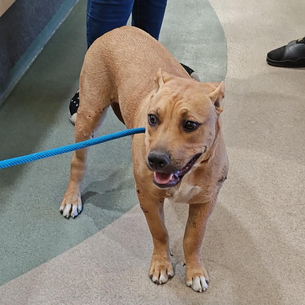 HONEY, Adoptable, Young Female Pit Bull Terrier & Mixed Breed.