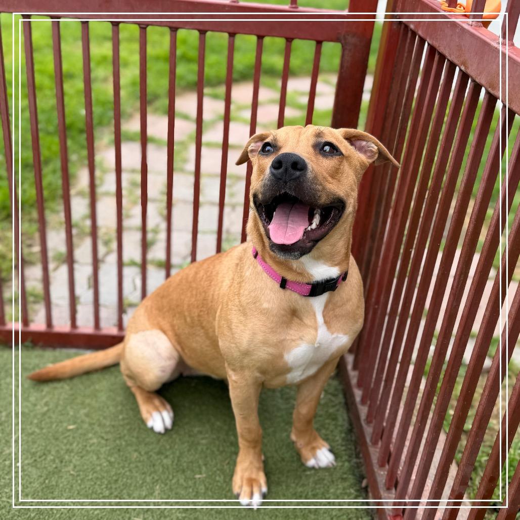 Enlarge HONEY, a Adoptable mixed breed in Upland, CA image 2/3