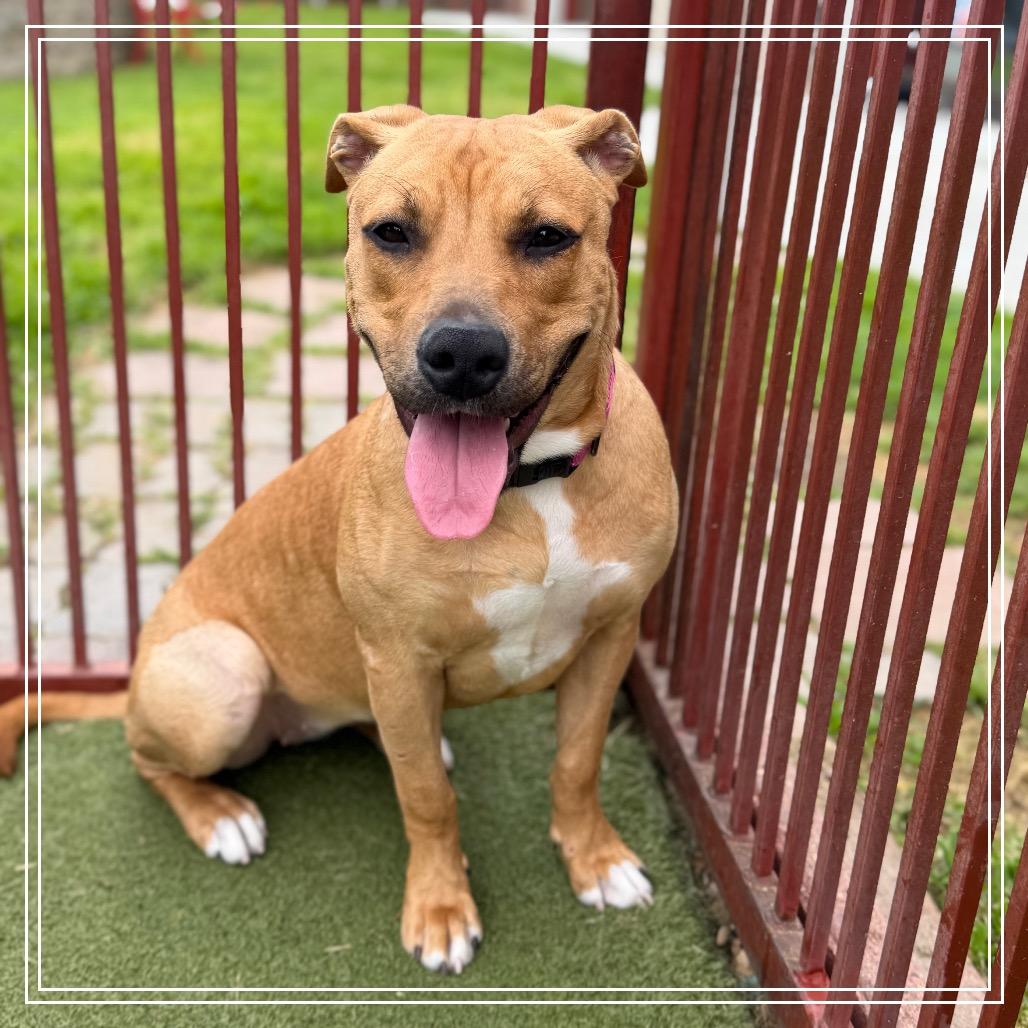 Enlarge HONEY, a Adoptable mixed breed in Upland, CA image 3/3