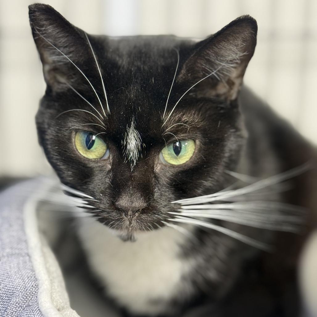 Teagan, Adoptable, Adult Female Domestic Short Hair.