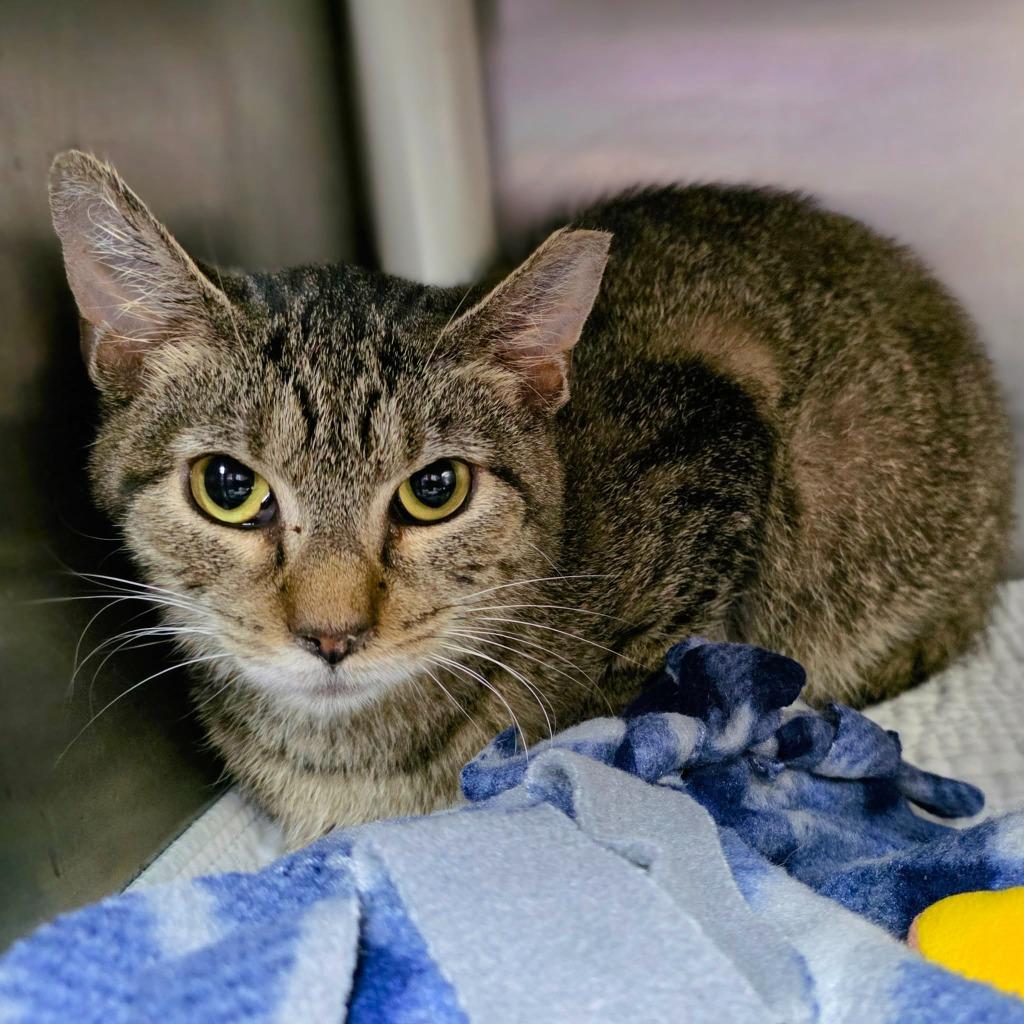 Ozzy, Adoptable, Young Male Domestic Short Hair.
