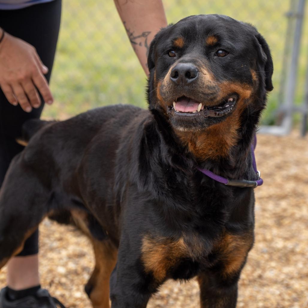 Prince, Adoptable, Adult Male Rottweiler.
