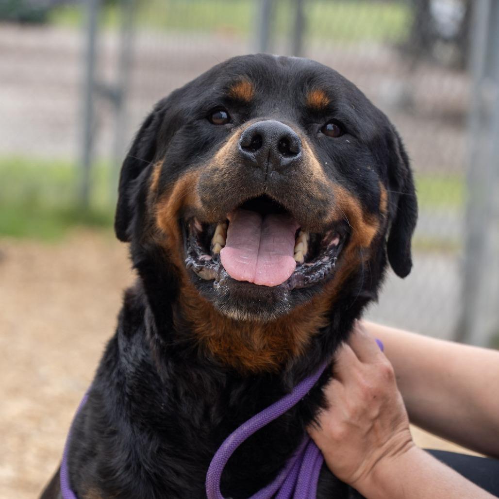 Prince, a Adoptable Rottweiler in Elizabeth City, NC image 2/3