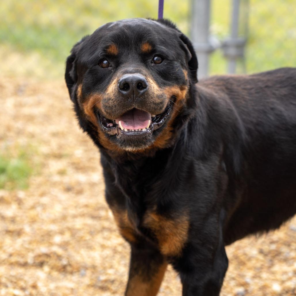 Prince, a Adoptable Rottweiler in Elizabeth City, NC image 3/3