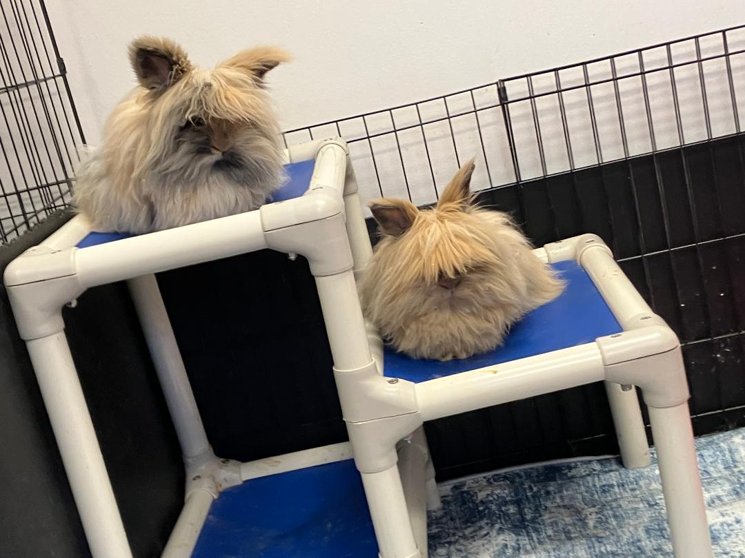 Enlarge Gizmo & Gatsby, a Adopted Lionhead in Youngstown, OH image 1/3