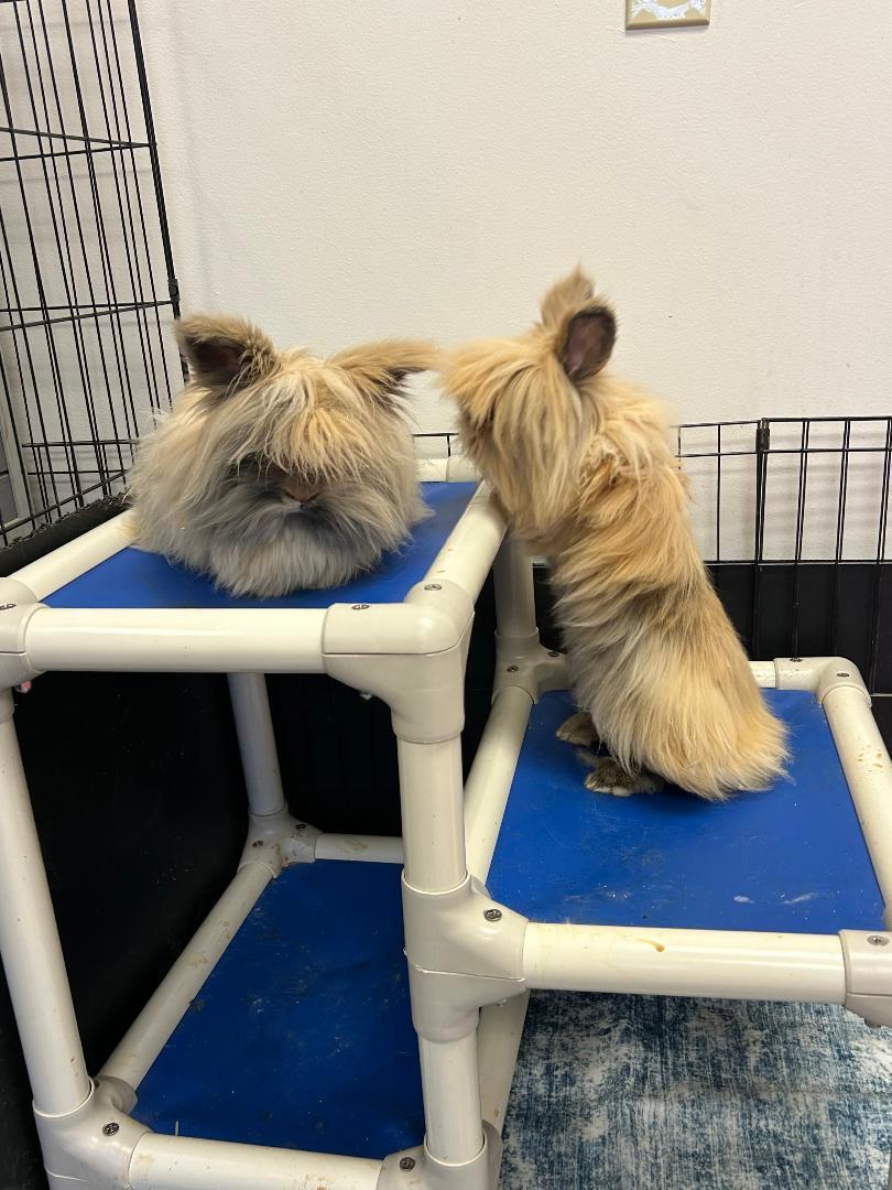 Enlarge Gizmo & Gatsby, a Adopted Lionhead in Youngstown, OH image 2/3