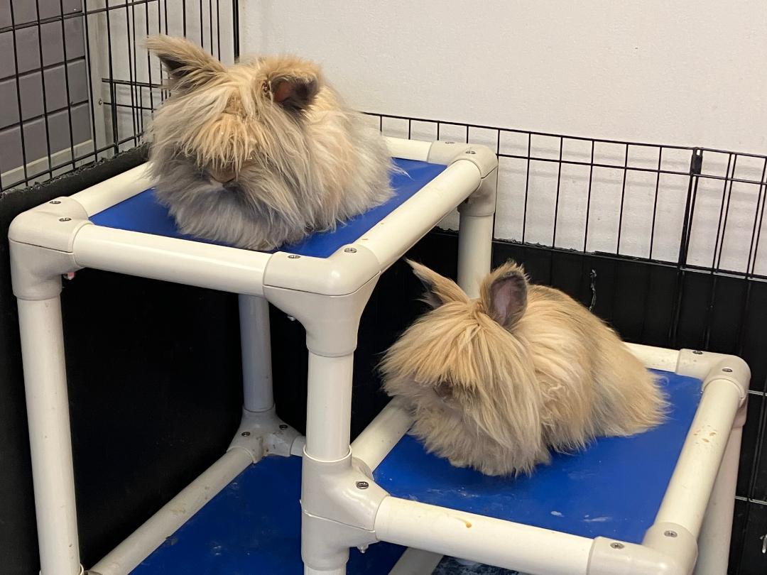 Gizmo & Gatsby, Adopted, Young Male Lionhead.
