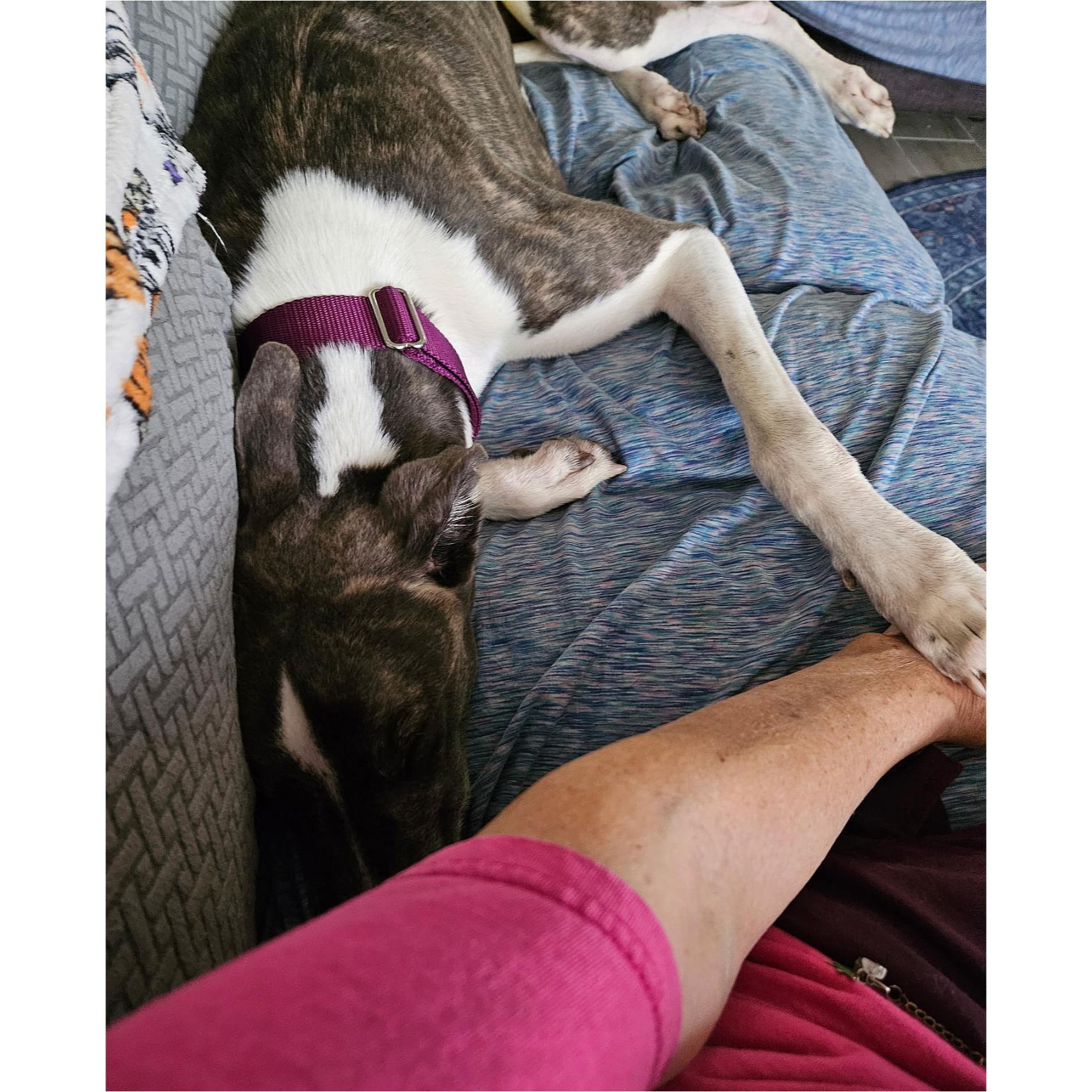Lazarus, Adoptable, Adult Male Greyhound.