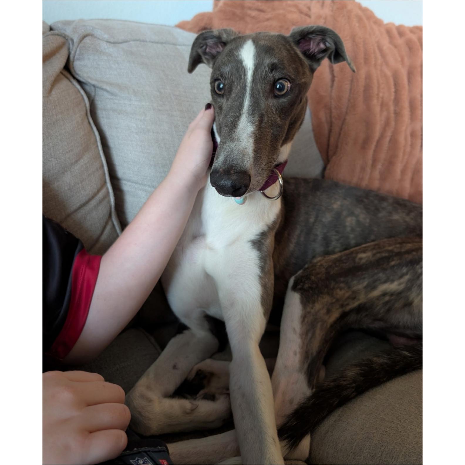 Enlarge Lazarus, a Adoptable Greyhound in Tarpon Springs, FL image 2/6