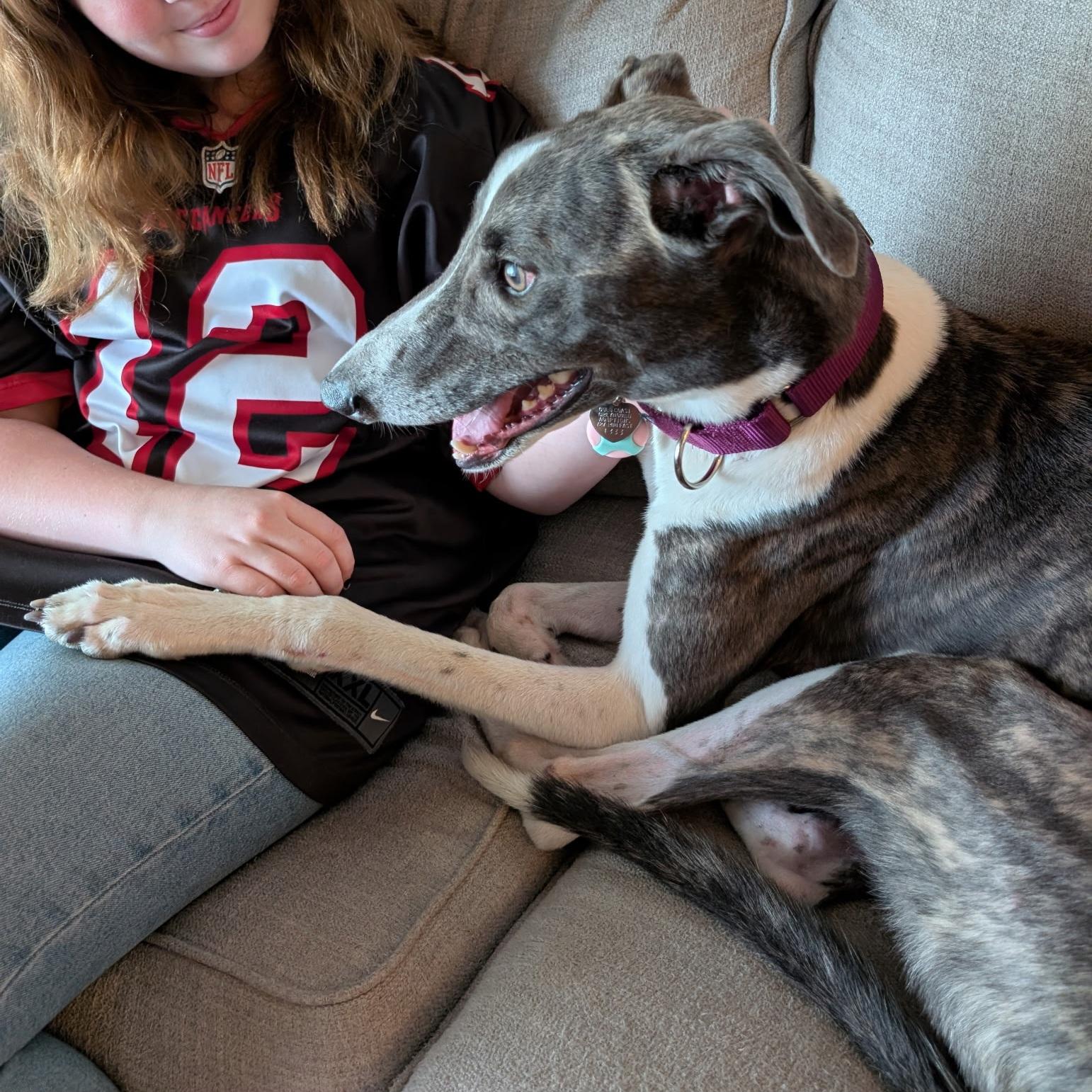 Enlarge Lazarus, a Adoptable Greyhound in Tarpon Springs, FL image 3/6