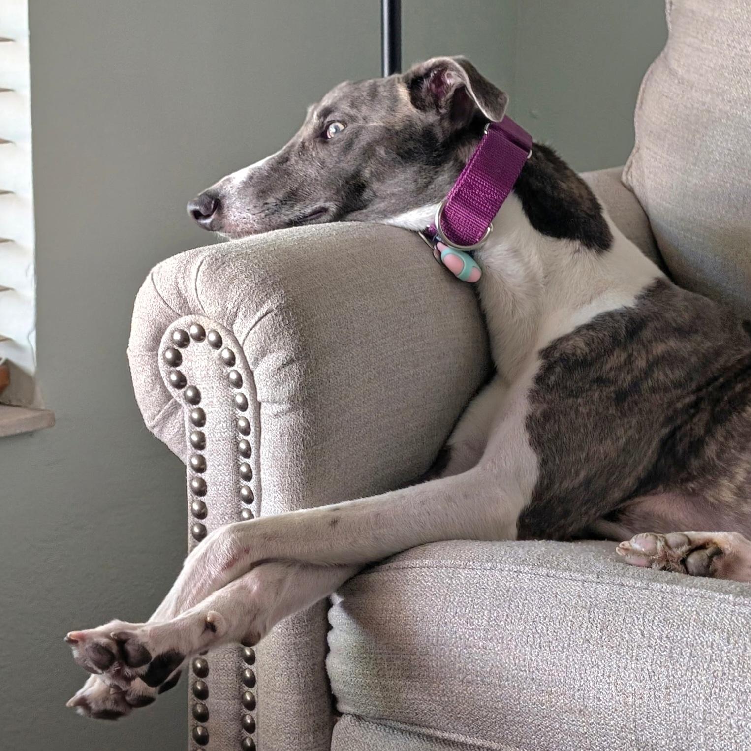 Enlarge Lazarus, a Adoptable Greyhound in Tarpon Springs, FL image 4/6