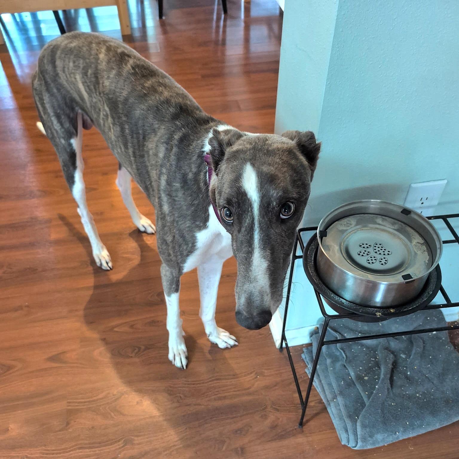 Enlarge Lazarus, a Adoptable Greyhound in Tarpon Springs, FL image 5/6