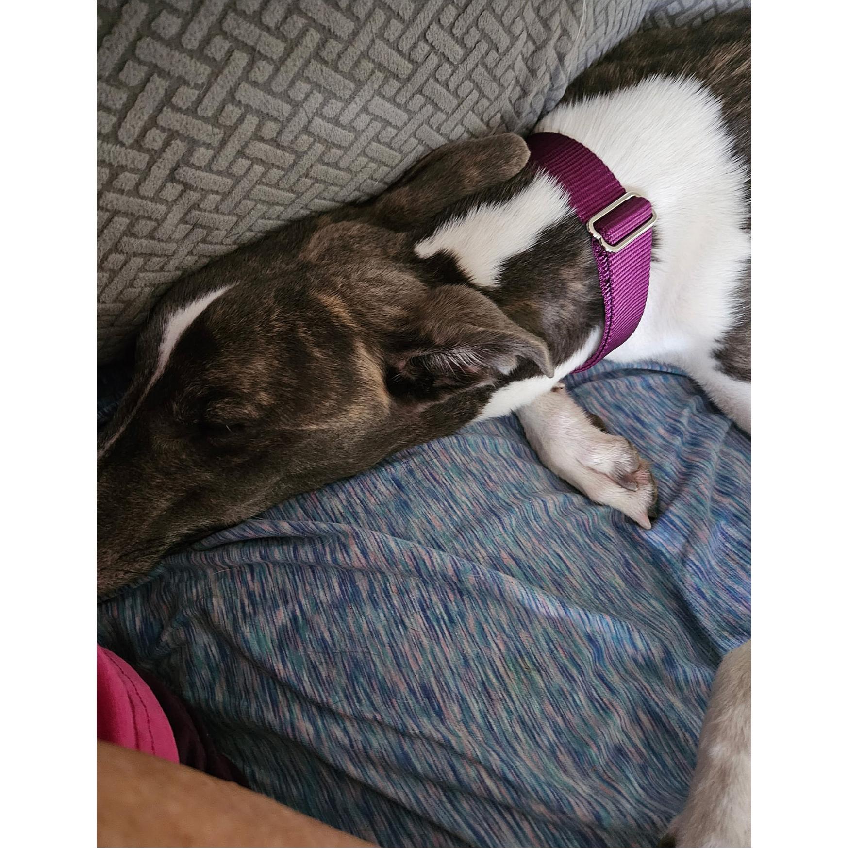 Enlarge Lazarus, a Adoptable Greyhound in Tarpon Springs, FL image 6/6