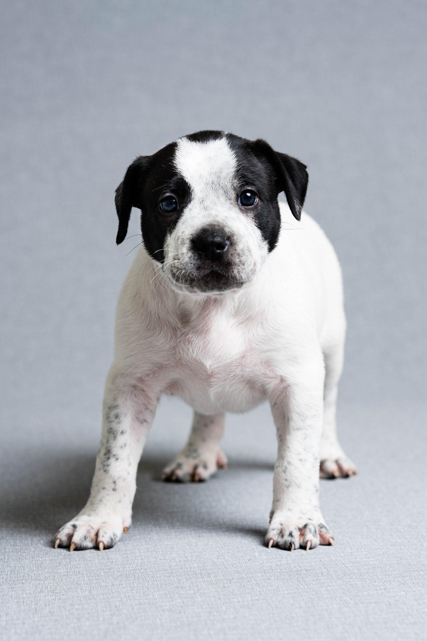 Tater, adoptable, Puppy Male Mixed Breed.