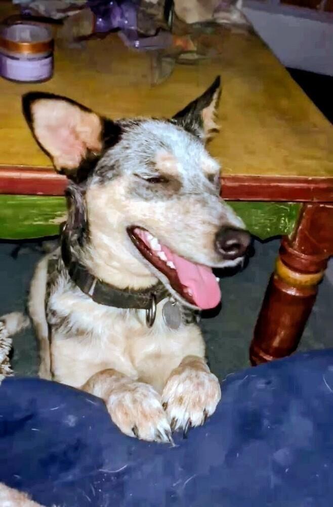 Pepper, Adoptable, Adult Female Australian Cattle Dog / Blue Heeler & Mixed Breed.