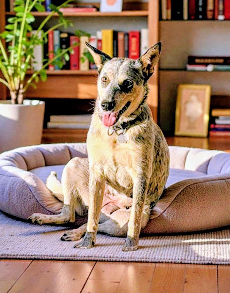 Pepper, Adoptable, Adult Female Australian Cattle Dog / Blue Heeler.