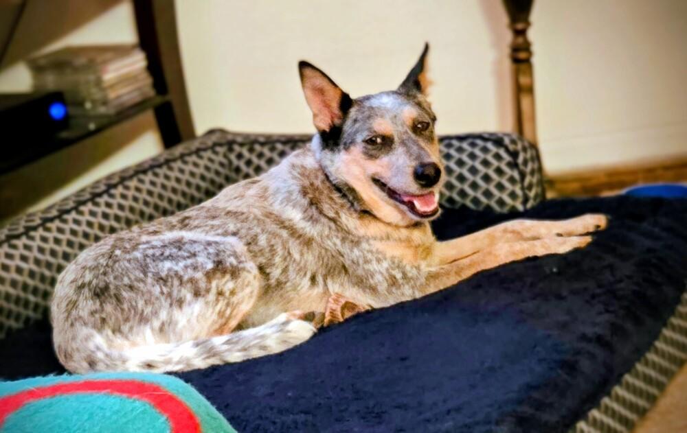 Enlarge Pepper, a Adoptable mixed breed in Evergreen, CO image 3/6