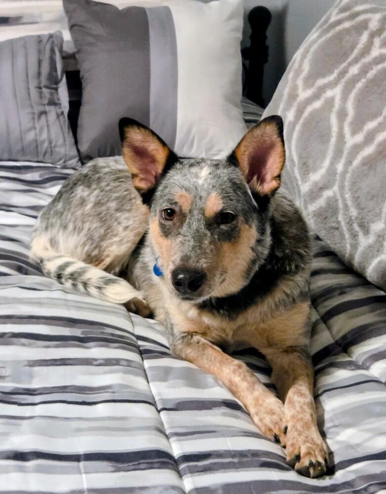 Enlarge Pepper, a Adoptable mixed breed in Evergreen, CO image 4/6