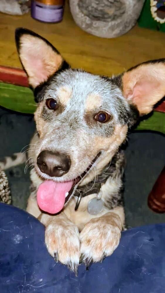 Enlarge Pepper, a Adoptable mixed breed in Evergreen, CO image 4/6