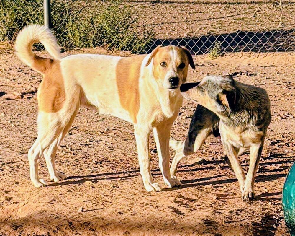 Enlarge Pepper, a Adoptable mixed breed in Evergreen, CO image 4/6