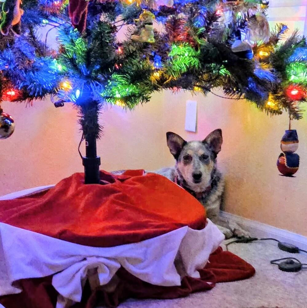 Enlarge Pepper, a Adoptable mixed breed in Evergreen, CO image 5/6