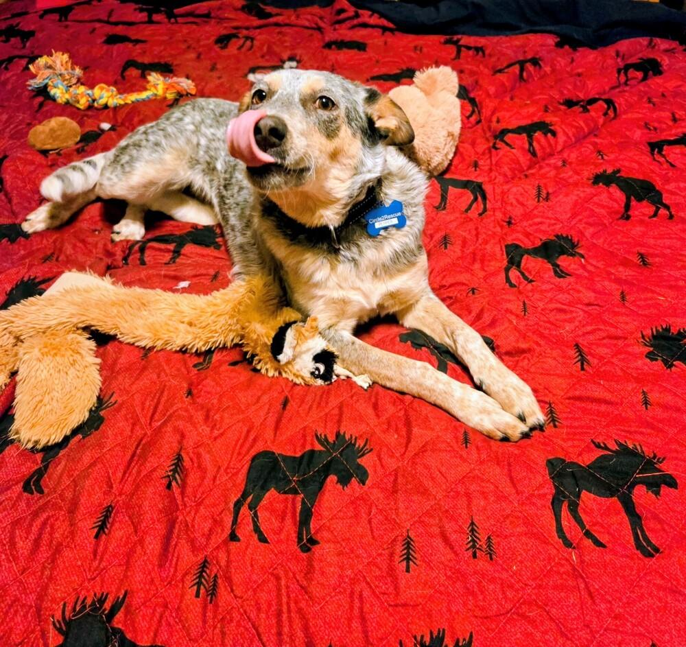 Enlarge Pepper, a Adoptable mixed breed in Evergreen, CO image 5/6