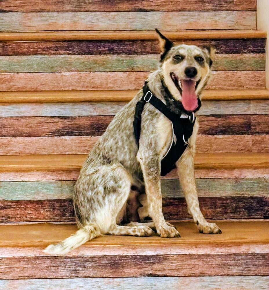 Enlarge Pepper, a Adoptable mixed breed in Evergreen, CO image 6/6