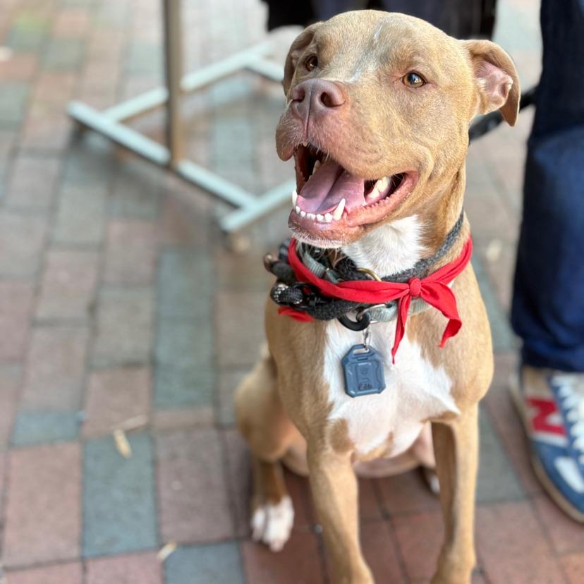 Spud, a Adoptable mixed breed in Mooresville, NC image 1/5