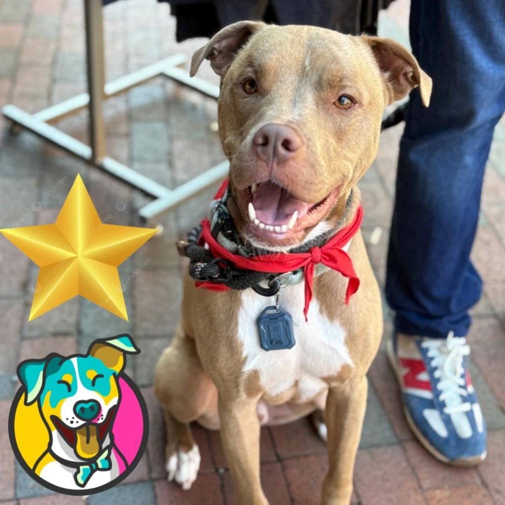 Enlarge Spud, a Adoptable mixed breed in Mooresville, NC image 2/5