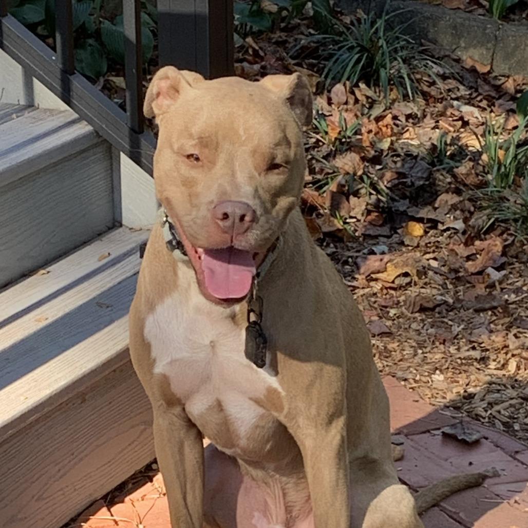 Spud, a Adoptable mixed breed in Mooresville, NC image 3/5