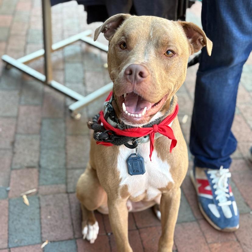 Spud, a Adoptable mixed breed in Mooresville, NC image 4/5