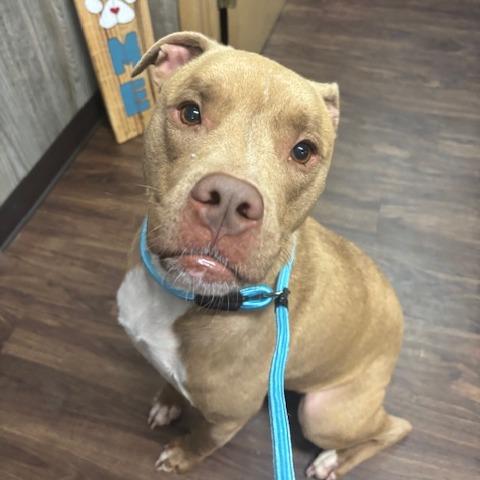 Spud, a Adoptable mixed breed in Mooresville, NC image 5/5