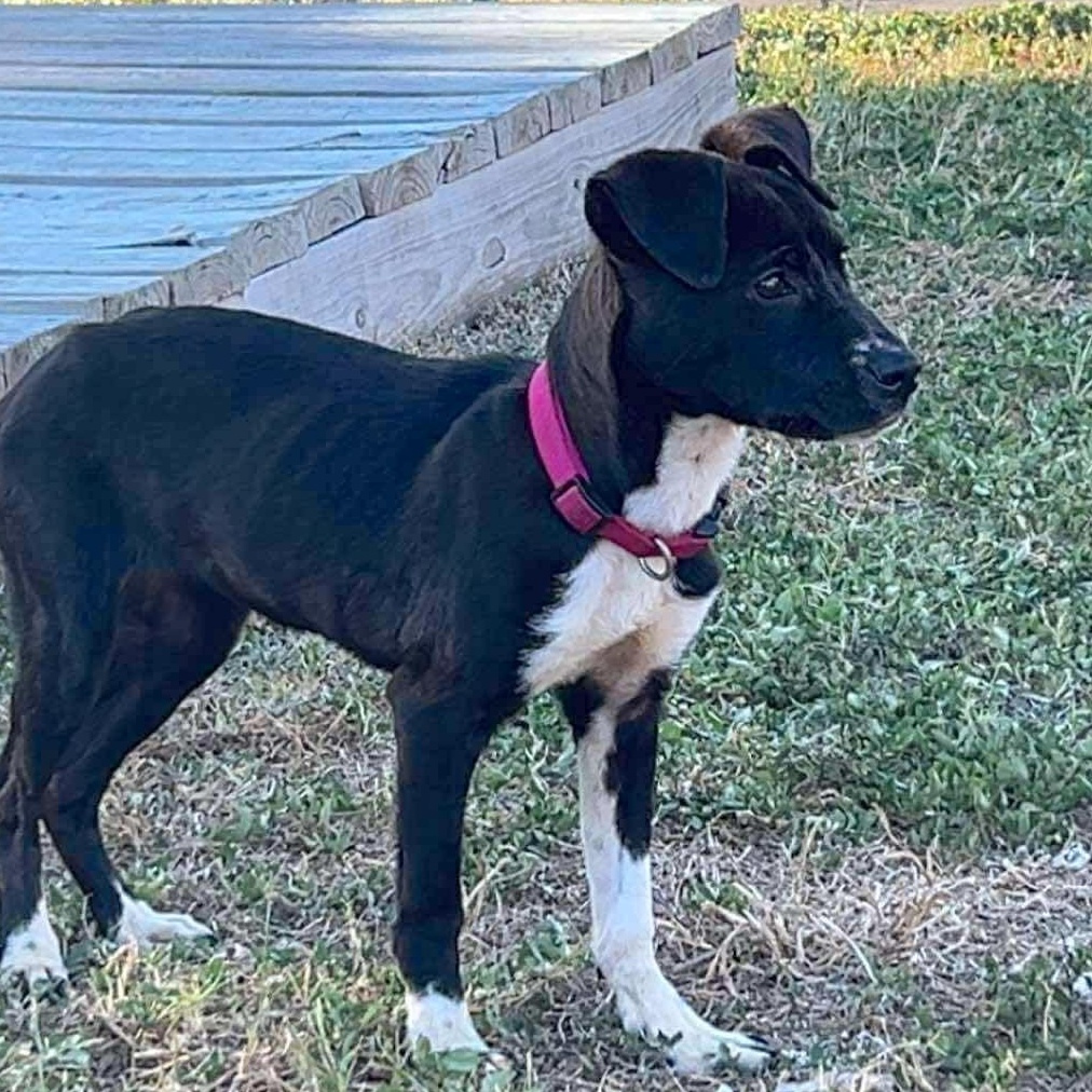 Roxie, adopted, Young Female Retriever.