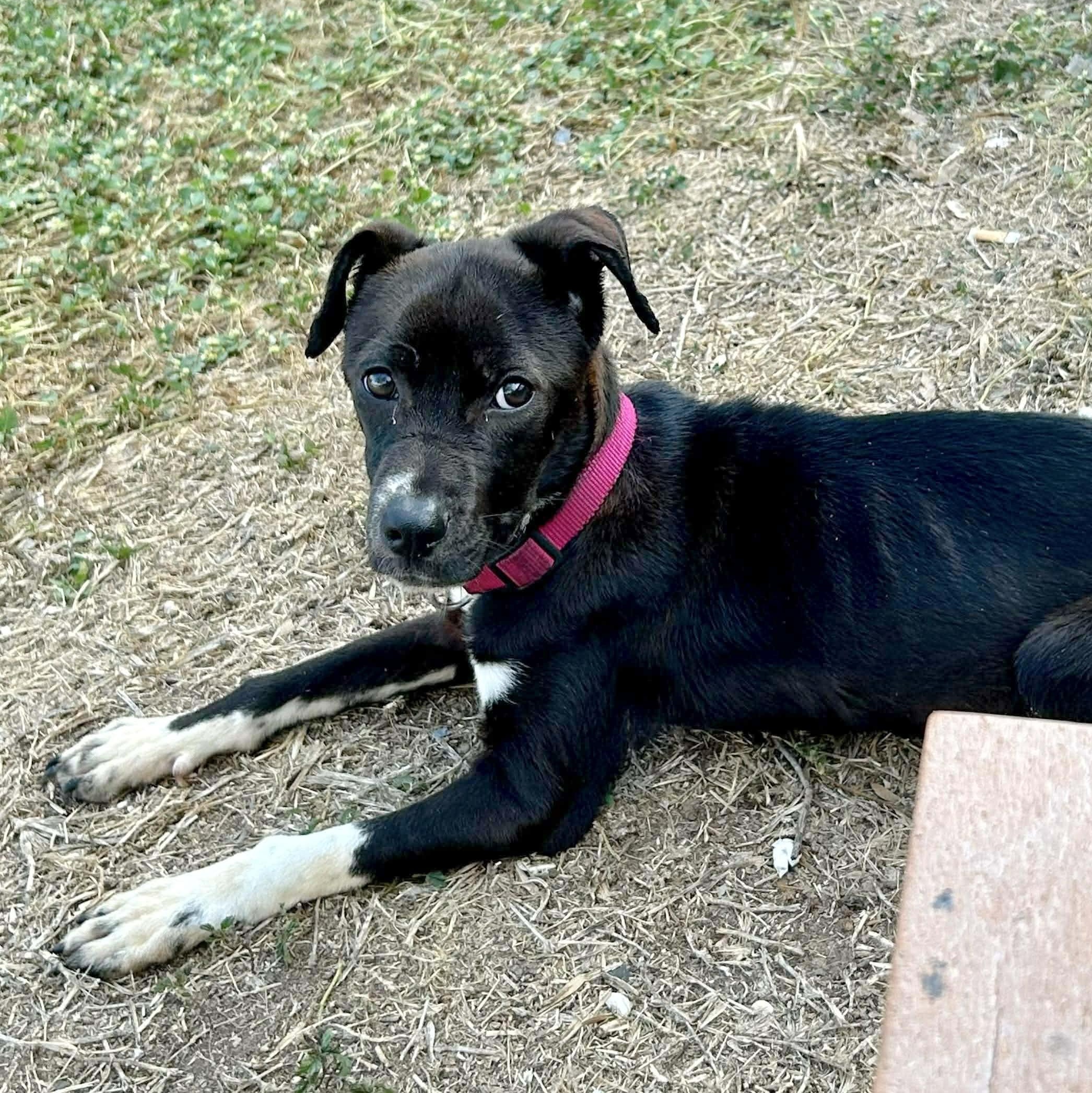 Enlarge Roxie, an adopted mixed breed in Linthicum Heights, MD image 5/6