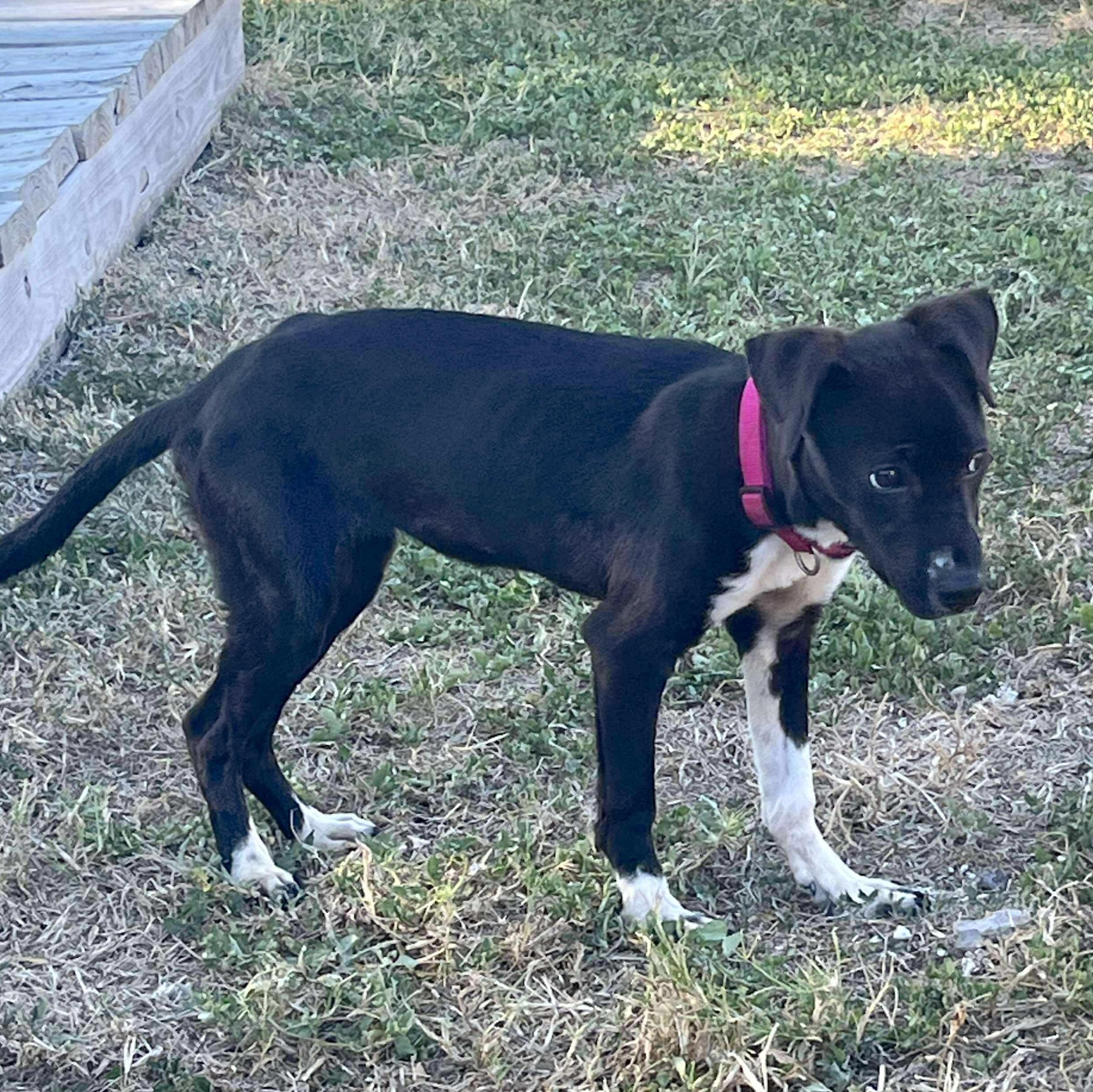 Enlarge Roxie, an adopted mixed breed in Linthicum Heights, MD image 3/6