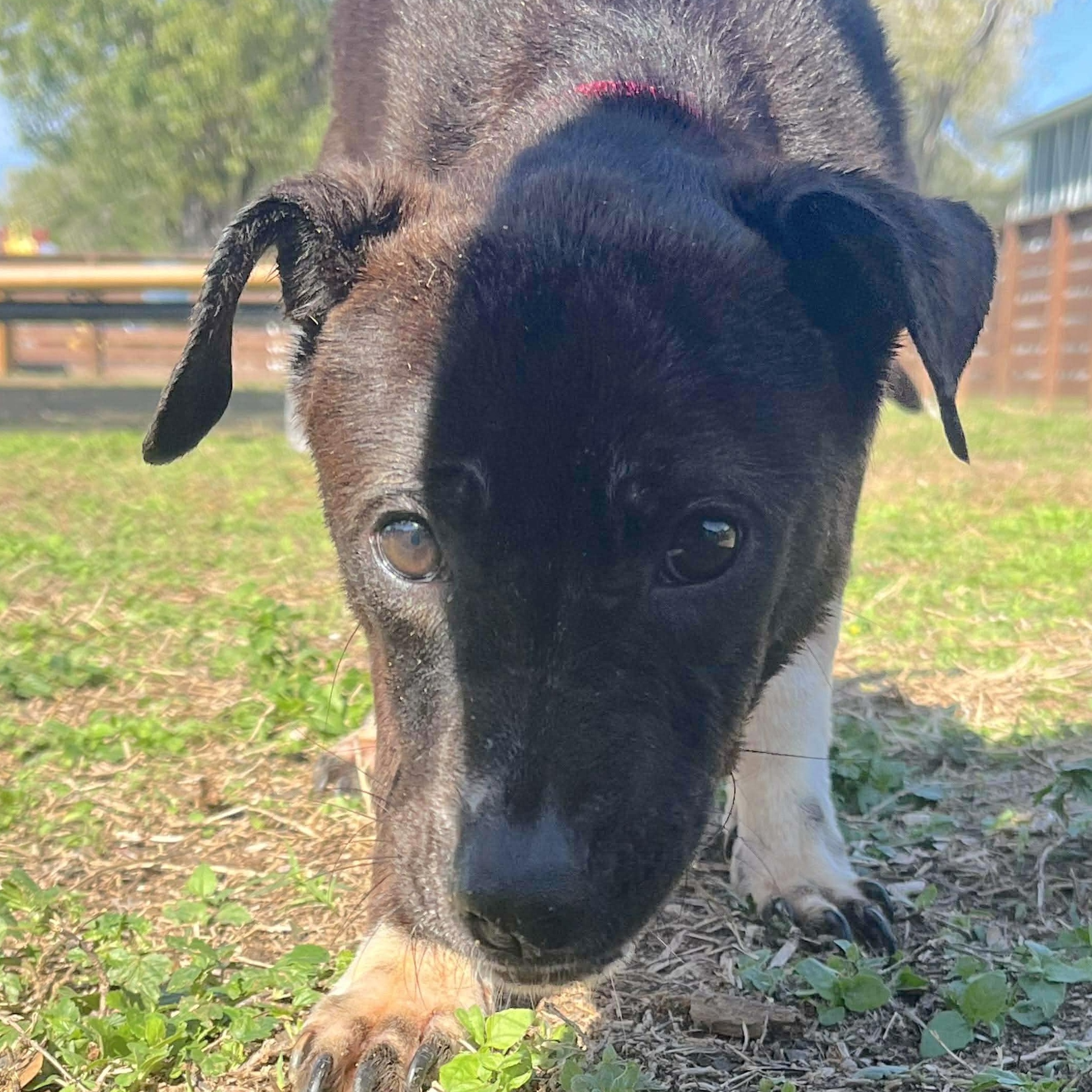 Enlarge Roxie, an adopted mixed breed in Linthicum Heights, MD image 6/6