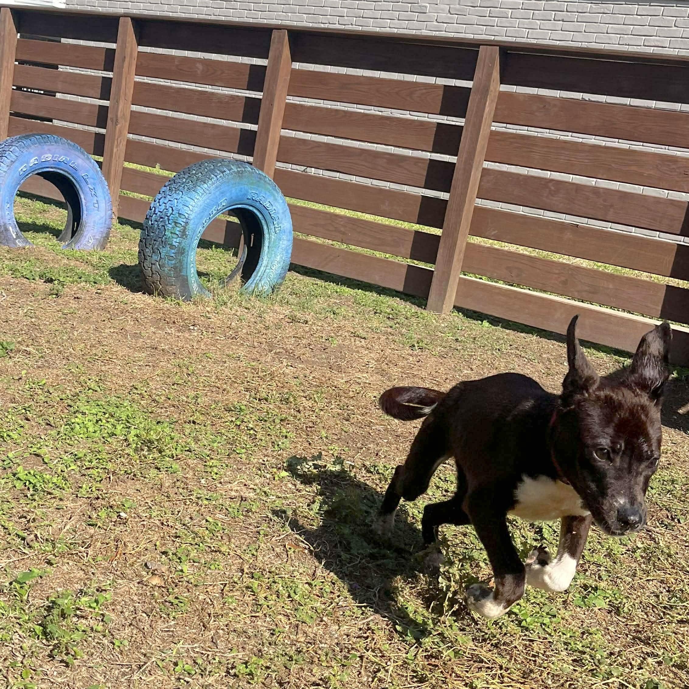 Enlarge Roxie, an adopted mixed breed in Linthicum Heights, MD image 2/6