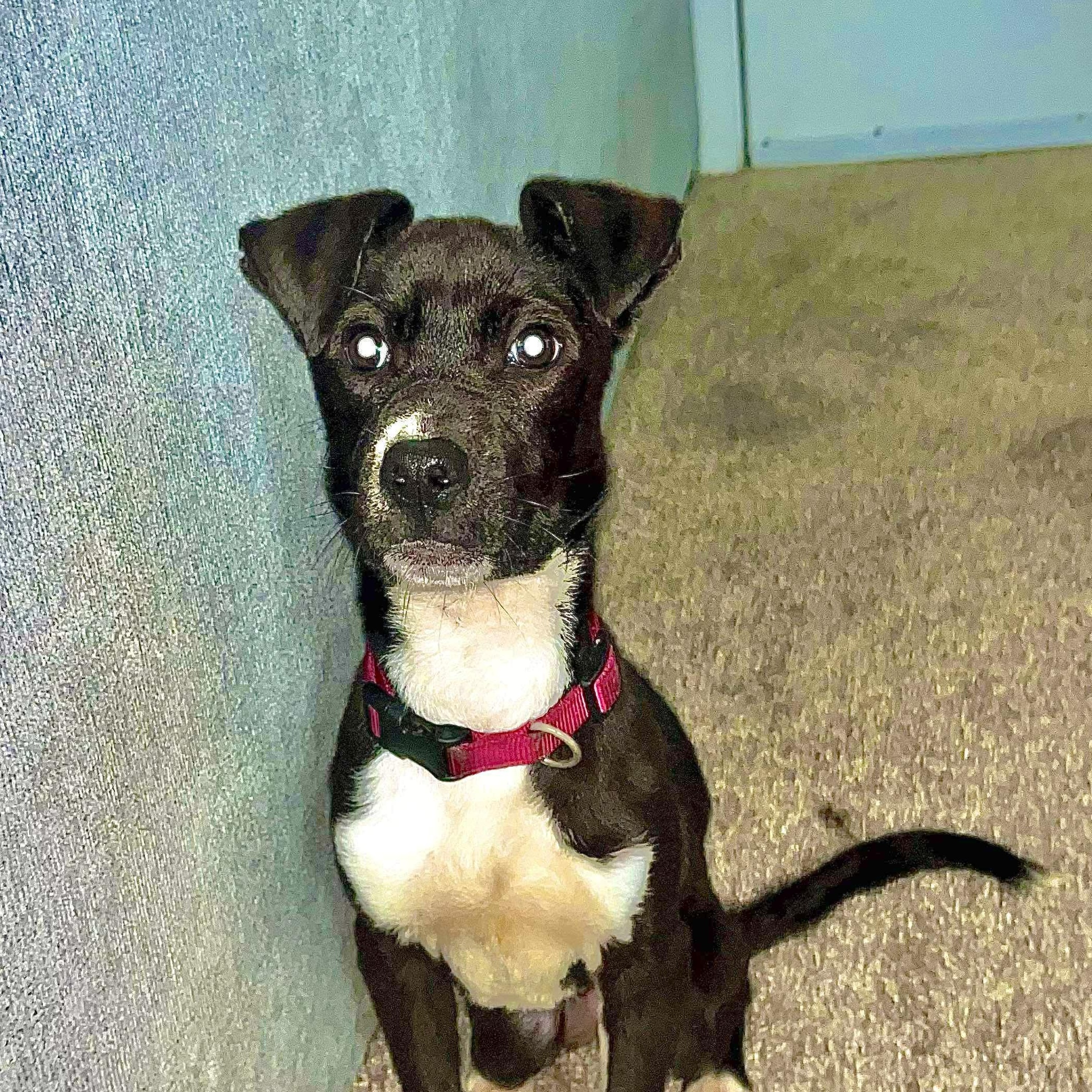 Enlarge Roxie, an adopted mixed breed in Linthicum Heights, MD image 4/6